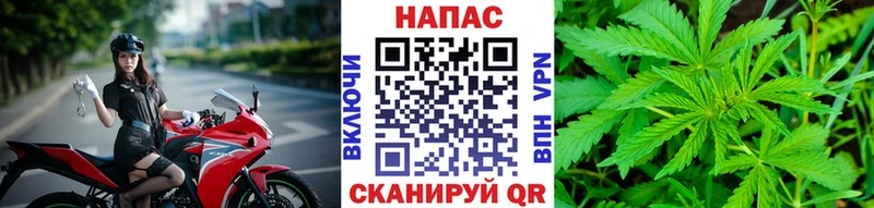 Каннабис сатива  Малоярославец 